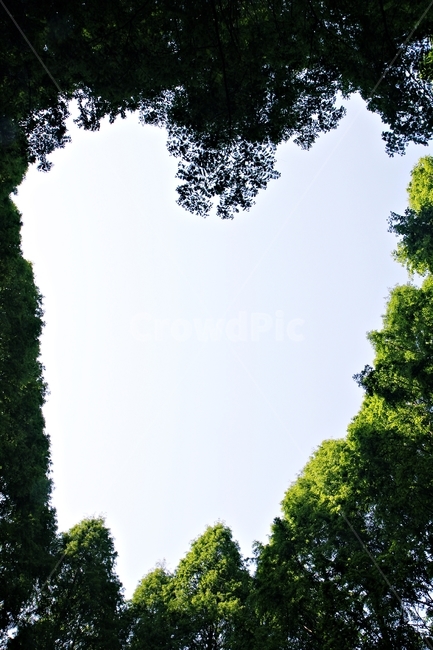 숲,하늘,하트,자연,식물,자연,풍경,nature,landscape