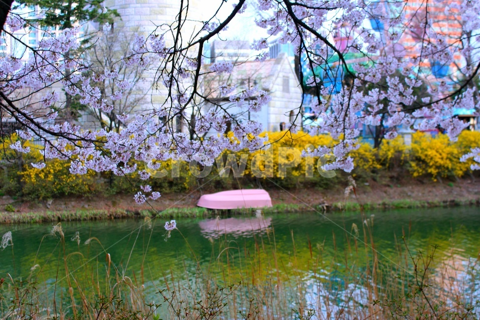 벚꽃,개나리,강,배,풍경,배경,봄꽃,꽃,식물,cherryblossom