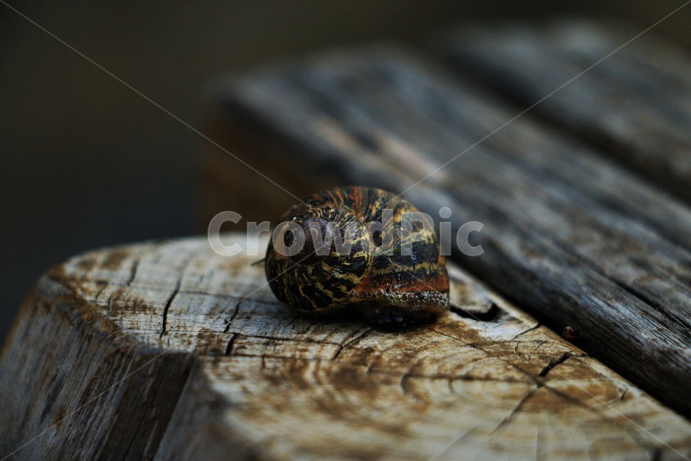 달팽이,동물,snail,화석,껍질,무늬,패턴,pattern,shape,sculpture,감성