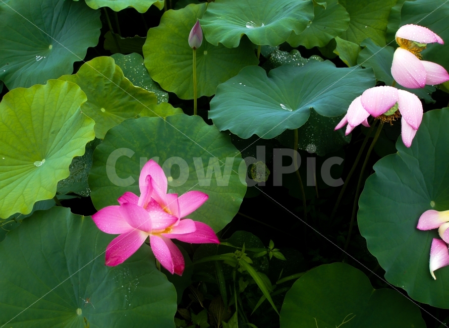 연꽃,연잎,비,꽃,분홍연꽃,물방울,식물,자연,plants,nature,꽃,flower