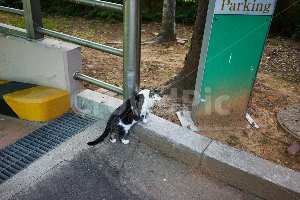 고양이,parking,주차장,배회,경계,보다,큰눈,살찐,길냥이,포유류,동물,동물,animal,포유류,mammal,고양이,cat,kitten,kitty