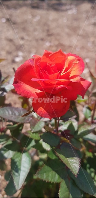 꽃,빨간꽃,붉은색,봄,햇빛,flower,red