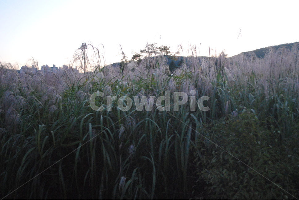 plant,식물,갈대,잔디,grass