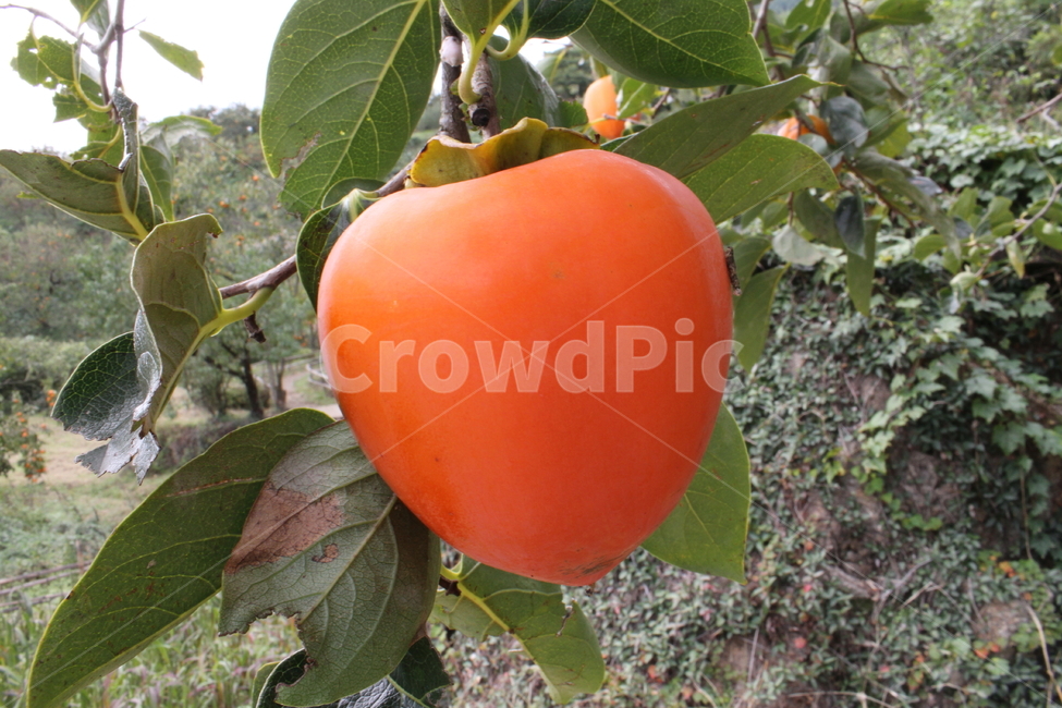 감,홍시,대봉감,농작물,persimmon,fruit,음식,식재료,요리,food,cook,meal,dishes,food reserves,과일,열매,fruit