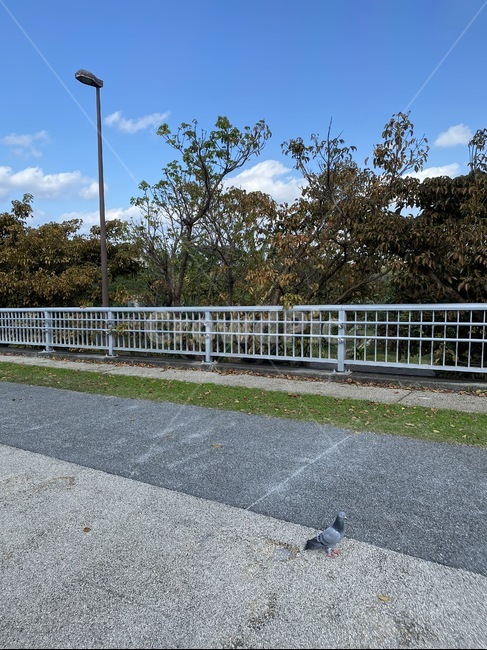 낙엽,가을,가을풍경,다리,하늘,구름,sky,asphalt,아스팔트,tarmac,road,도로,animal,동물,bird,새,비둘기