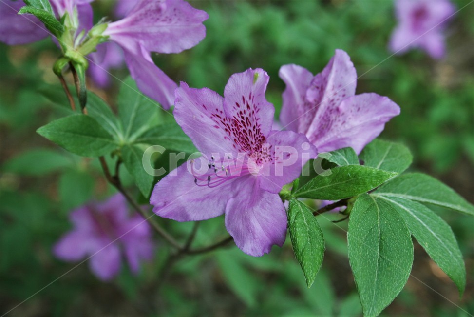 산철쭉,진달래과,산철죽,낙엽활엽관목,야생화,식물,자연,식물,자연,plants,nature,꽃,flower