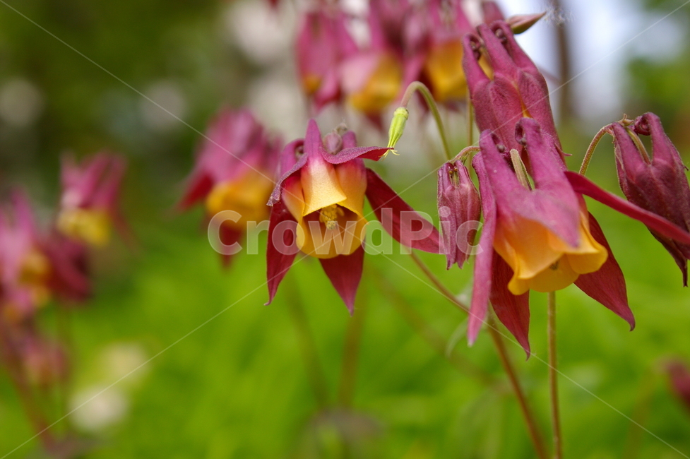 꽃,식물,plant,flower,blossom,클로즈업,봄꽃,식물,자연,plants,nature,꽃,flower
