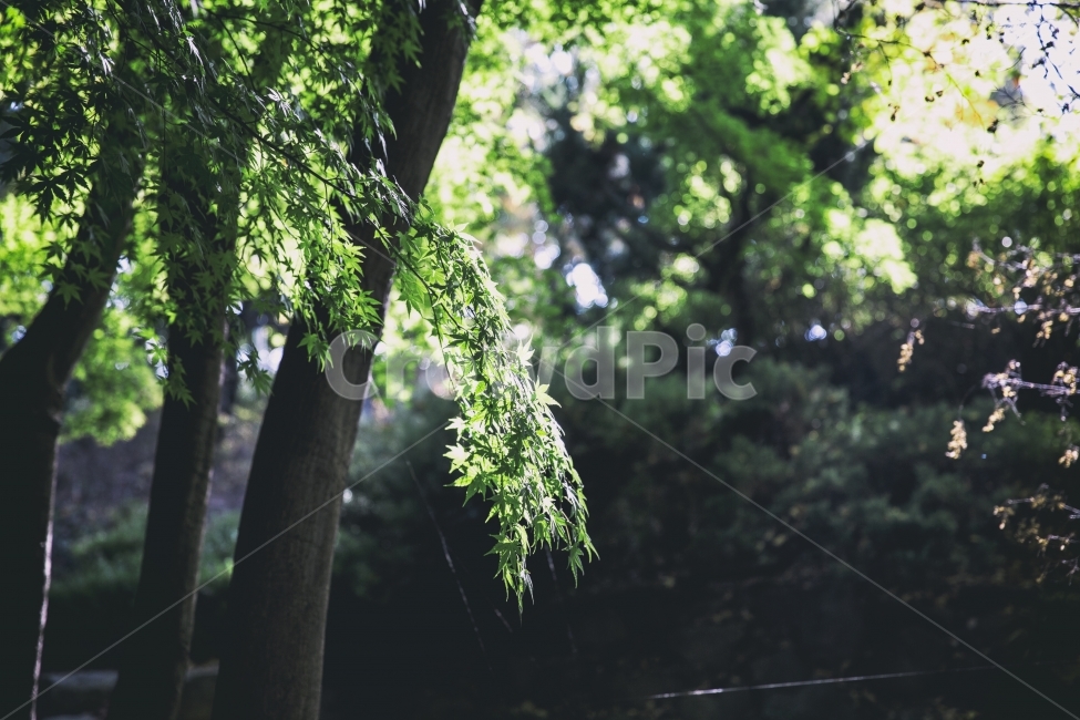 나무,빛,tree,blue,청,식물,자연,plants,nature,나무,trees,wood,휴식,힐링,rest,relaxation,healing