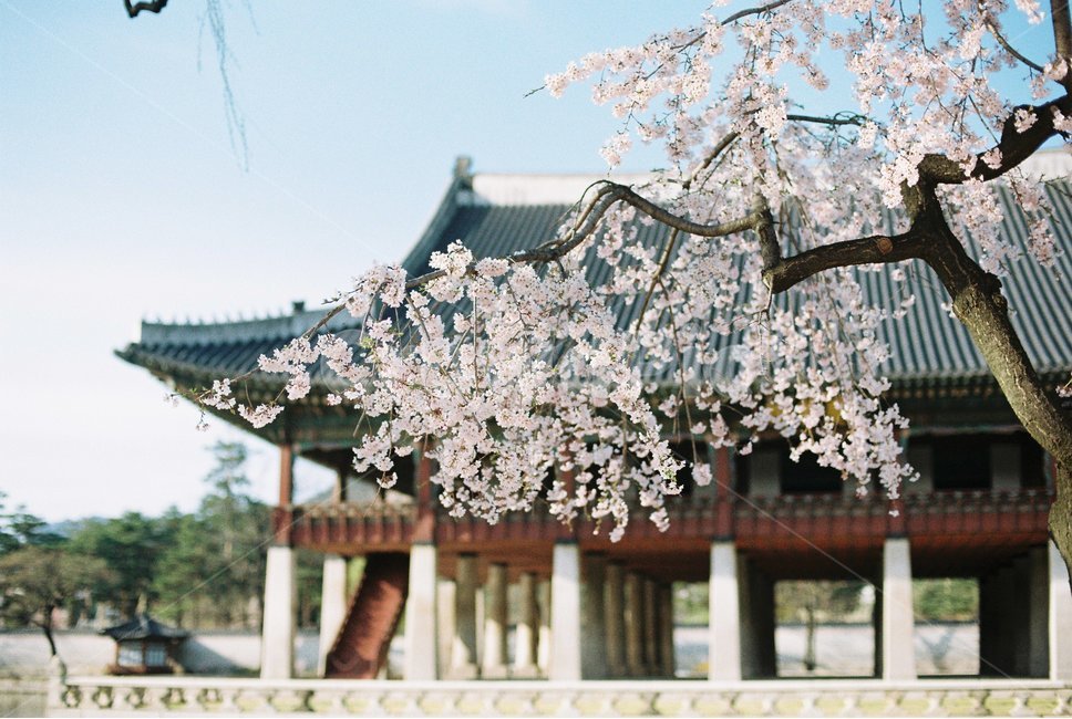 벚꽃,궁,봄,spring,cherryblossom,봄,계절,spring,season,한국전통,한국문화,korean traditional,korean culture,식물,자연,plants,nature,꽃,flower