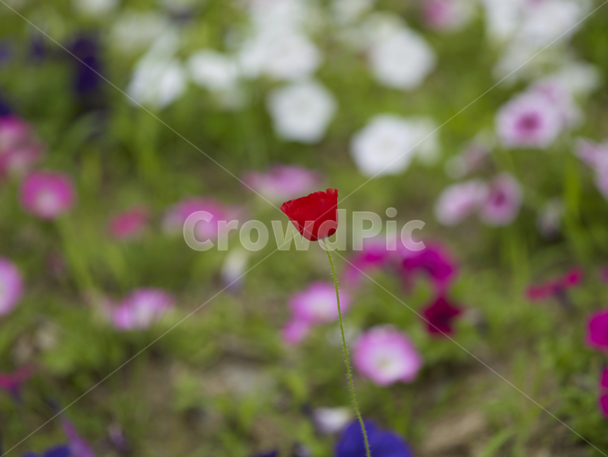 꽃양귀비,꽃,자연,flower,양귀비꽃,nature,bloom,floral,blossom