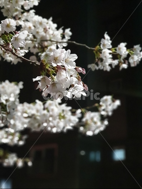 벚꽃,야간,꽃,봄,꽃잎,밤