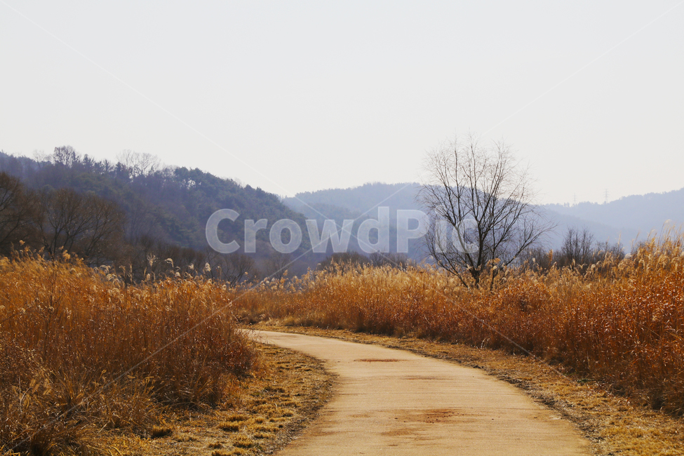 갈대,억새,풀,마른풀,풀숲,풀숲길,하천,강가,길가,가을,계절,fall,autumn,season,자연,풍경,nature,landscape,dirt road,흙길,gravel,자갈,road,도로,outdoors,옥외