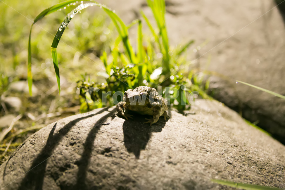 두꺼비,개구리,동물,개굴,초록,동물,animal,파충류,양서류,reptile,amphibian,휴식,힐링,rest,relaxation,healing