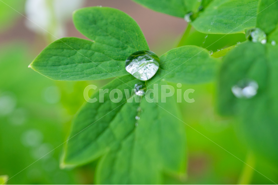 풀,물방울,풀잎,자연,waterdrop,natural,bladeofgrass,식물,자연,plants,nature