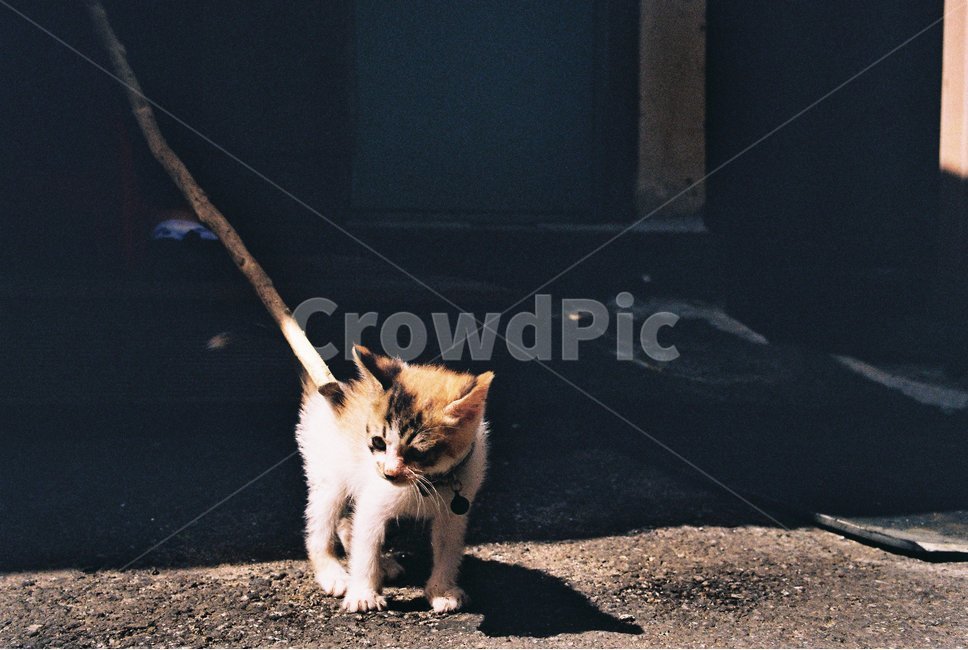 고양이,새끼고양이,아기고양이,냥이,야옹이,나비,동물,animal,포유류,mammal,고양이,cat,kitten,kitty