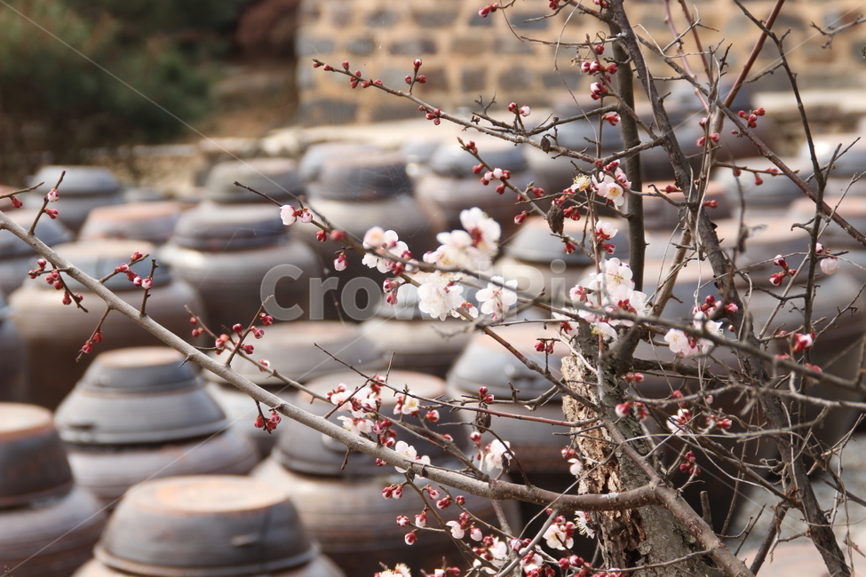 명재고택,고택,목조건물,항아리,꽃,논산,myeongjae,oldhouse,woodenbuilding,pot,flower,nonsan,봄,계절,spring,season,식물,자연,plants,nature,꽃,flower,plant