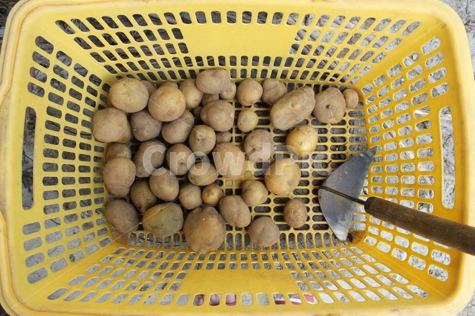 감자,수확,호미,potato,harvest,여름,summer,바구니,basket,노란색,yellow,음식,food