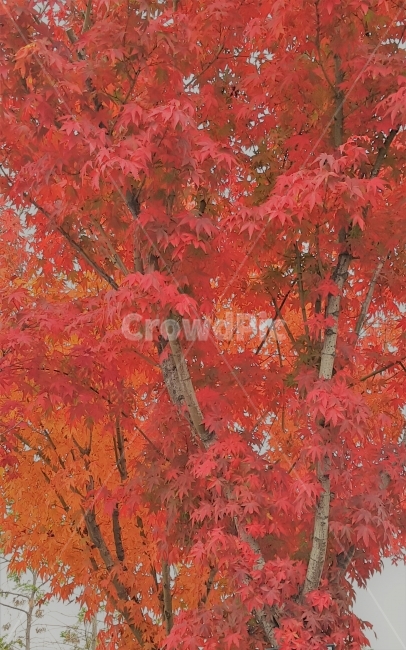 단풍나무,단풍잎,가을,빨강,레드,잎,자연,나무,낙엽,계절,화려함,mapletree,mapleleaf,fall,red,leaf,nature,tree,Season,Magnificent,가을,계절,fall,autumn,season,식물,자연,plants,nature,나무,trees,wood,plant,maple,단풍