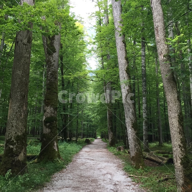 숲,길,나무,산책,자연,초록색,배경