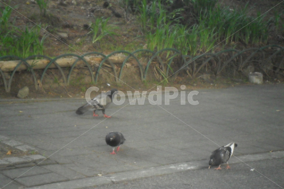 새,비둘기,거리,나무,birds,식물,철,동물,animal,조류,새,birds