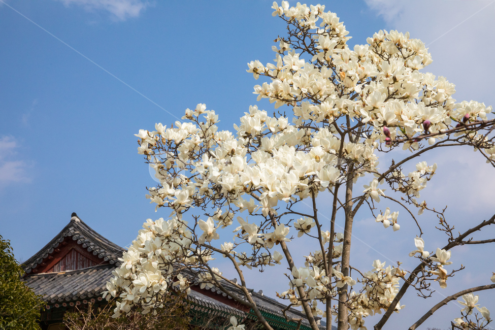 자연,풍경,경치,경관,시골,한옥,기와집,민속문화재,운조루,꽃,목련,백목련,roof,architecture,건축물,building,건물,한국전통,한국문화,korean traditional,korean culture,꽃,flower