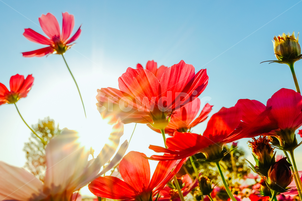 코스모스,햇빛,노을,자연,자연풍경,cosmos,역광,가을,계절,fall,autumn,season,식물,자연,plants,nature,꽃,flower,plant