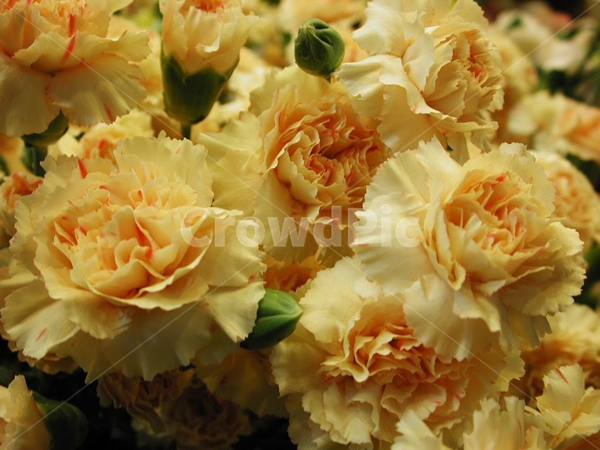 꽃,식물,바탕화면,배경,자연,화사한,클로즈업,flower,식물,자연,plants,nature,꽃,flower