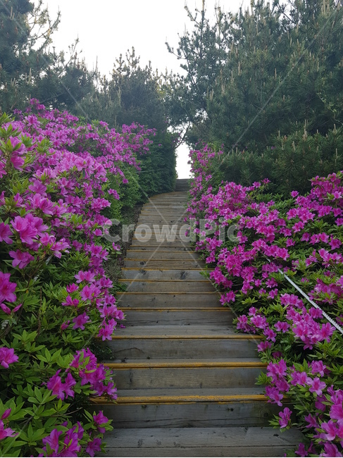 철쭉,꽃,봄꽃,자연,봄,식물,계단,계절,springflowers,flower,풍경,배경