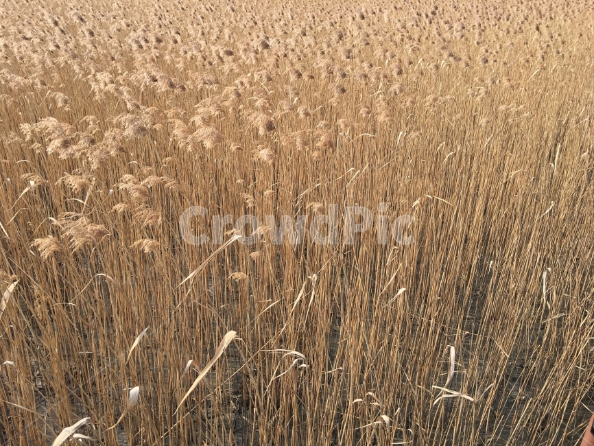 갈대,억새,갈대밭,억새밭,갈색,가을,겨울,가을,계절,fall,autumn,season,겨울,winter,식물,자연,plants,nature,plant