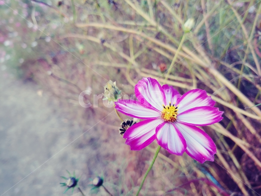 꽃,배색,코스모스,가을,식물,식물,자연,plants,nature,꽃,flower
