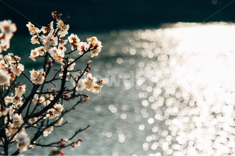 매화,꽃,호수,반사,선암호수공원,식물,자연,plants,nature,꽃,flower