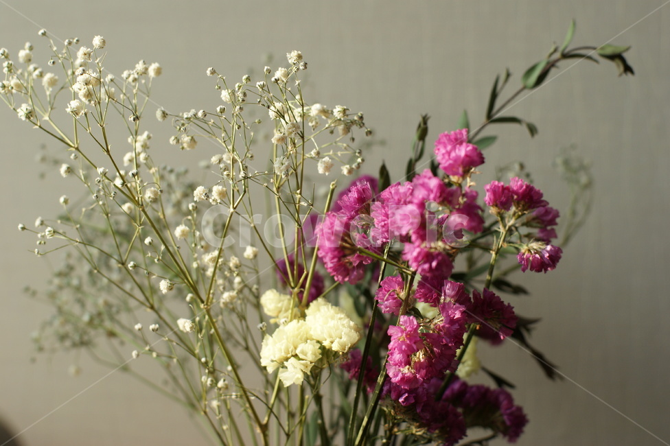 꽃,생화,안개꽃,잎,flower,flowers,따뜻한,포근한,꽃,flower,실내용화초,화분,화초,house plant