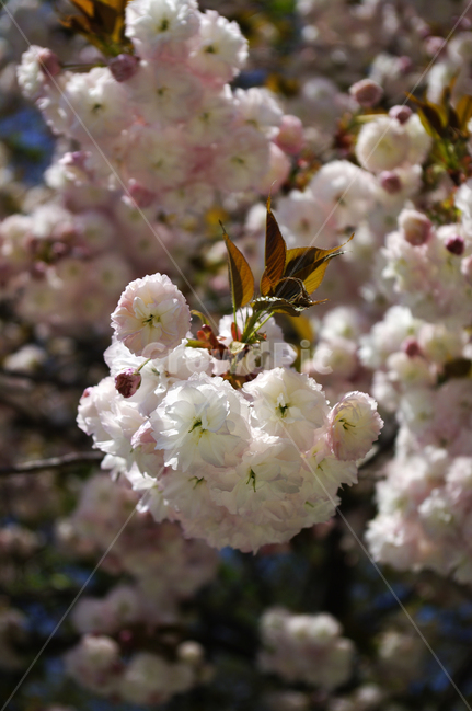 벚꽃,꽃,flower,계절,봄,spring,겹벚꽃,봄,계절,spring,season,식물,자연,plants,nature,꽃,flower,plant,cherry blossom,blossom