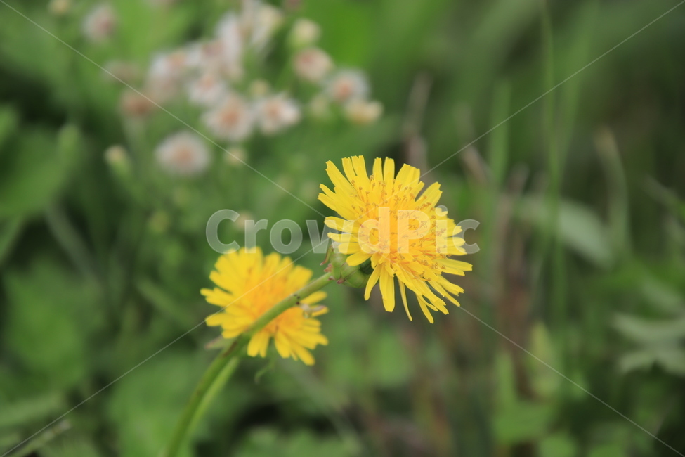 식물,야생화,봄꽃,민들레,약용,식물,자연,plants,nature,꽃,flower