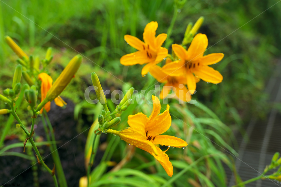 꽃,flower,야생화,노랑꽃,접사