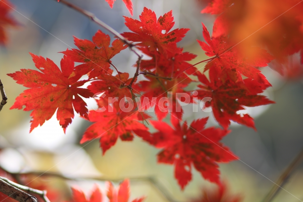 가을감성,감성사진,가을단풍,단풍나무,오대산단풍,가을,계절,fall,autumn,season,식물,자연,plants,nature,leaf,잎,plant,tree,나무,maple,단풍