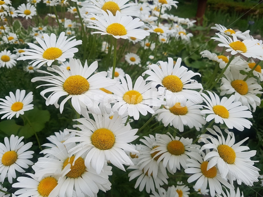 plant,식물,blossom,daisy,꽃,데이지,flower