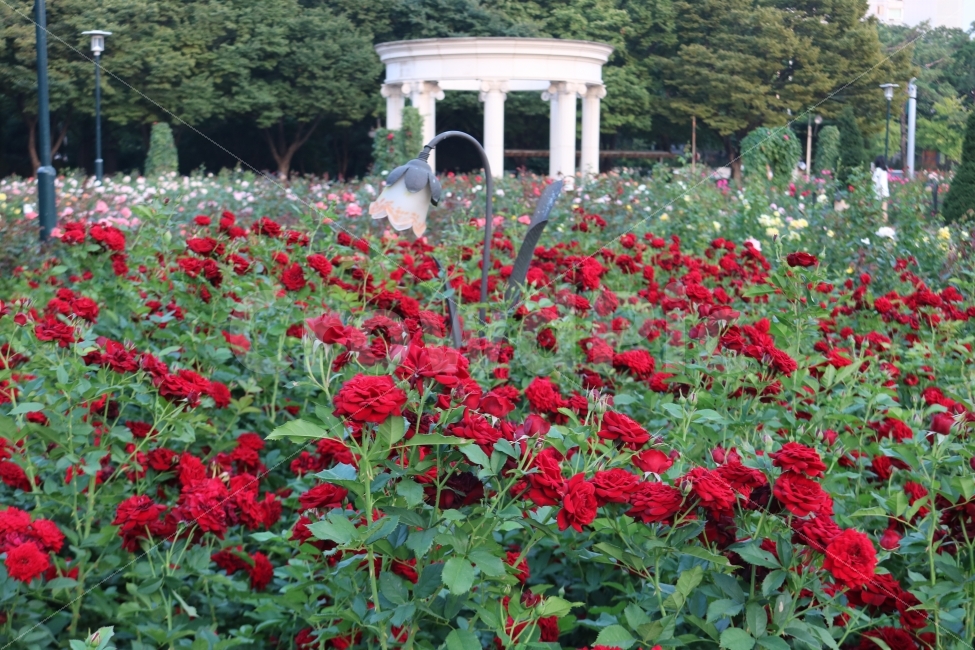 자연,꽃,식물,힐링,장미,식물,자연,plants,nature,꽃,flower