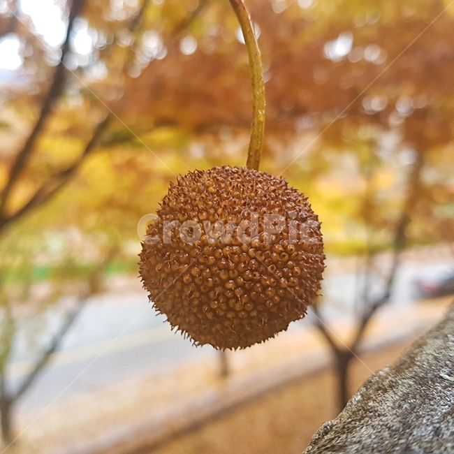 솔방울,가을,낙엽,단풍,maple,fall,가을,계절,fall,autumn,season,자연,풍경,nature,landscape,plant,식물,fruit,과일,durian,두리안,food,음식