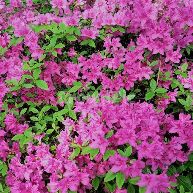 진달래,pink,azalea,flower,꽃,꽃밭,자연,식물,봄,분홍,분홍색,조경,원예