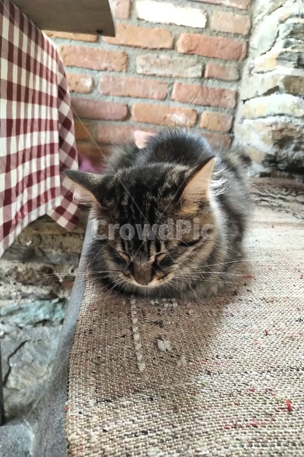 동물,animal,고양이,cat,pet