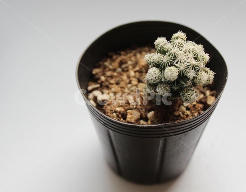 다육이,식물,꽃,초록,힐링,생기,파릇,나무,실내용화초,화분,화초,house plant