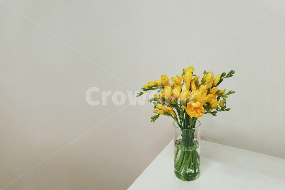 식물,꽃,프리지아,화병,노란꽃,노란색,꽃꽂이,인테리어,plant,flower,blossom,꽃,flower,실내용화초,화분,화초,house plant