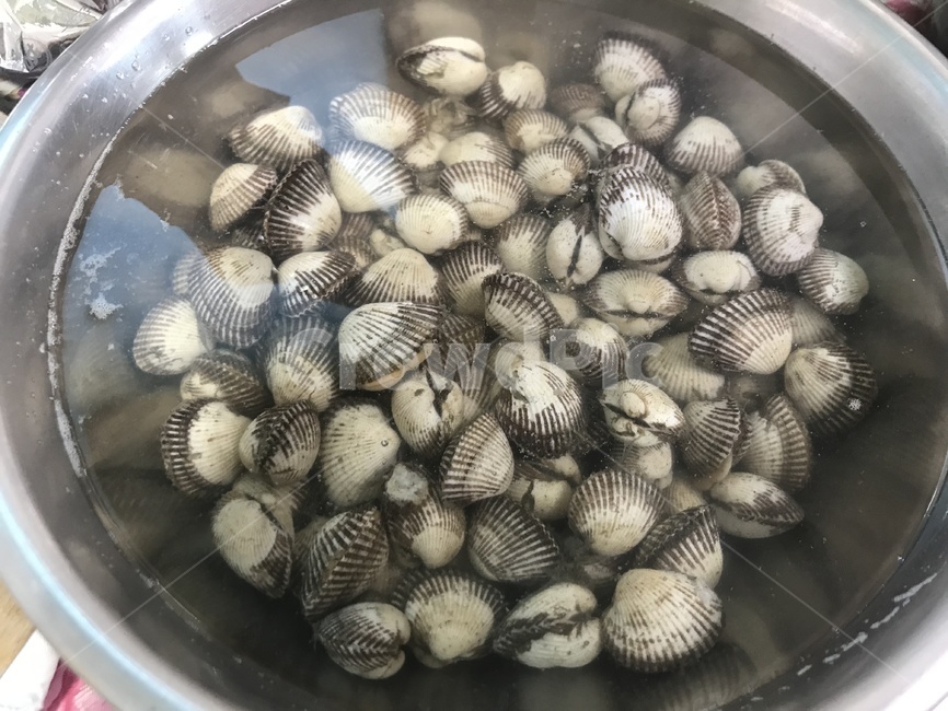 바지락,해감,조개,clam,manilaclam,수산물,해산물,fishery products,seafood