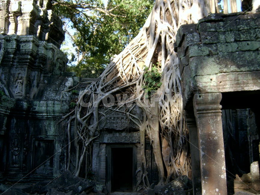 cambodia,캄보디아,앙코르와트,크메르,유적,유적지,뿌리,거대나무