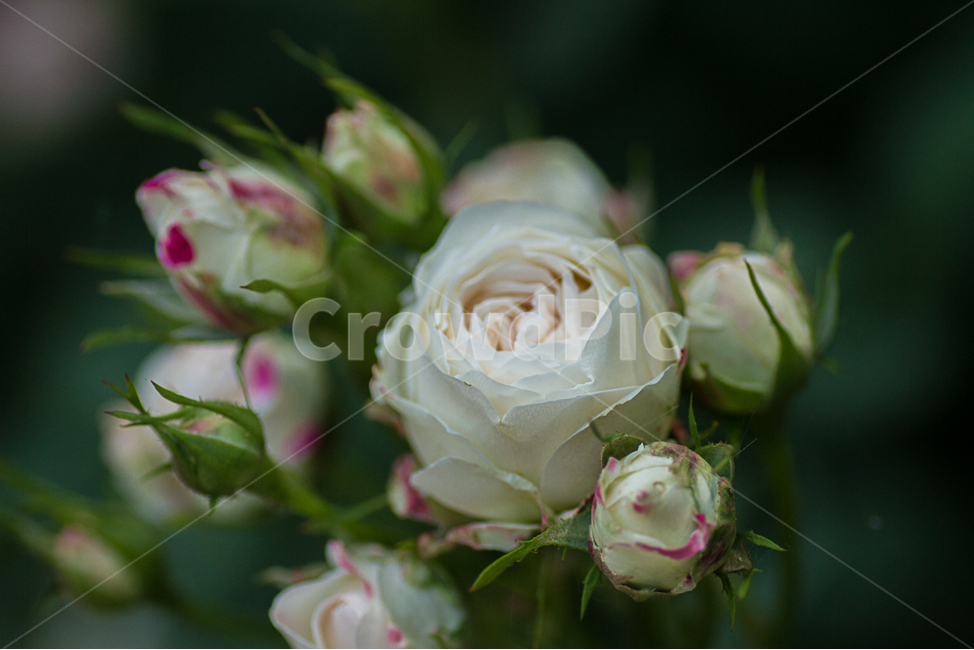 장미,자연,꽃,장미공원,장미축제,식물,자연,plants,nature,꽃,flower