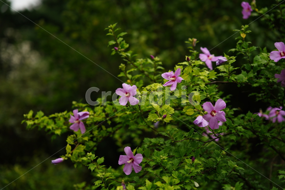 무궁화,꽃,나무,식물,분홍색,tree,flower,plants,계절,여름