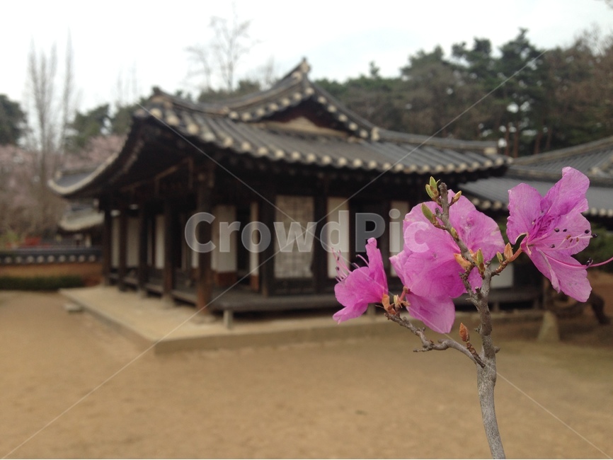 허난설헌생가,허난설헌,허균생가,허균,진달래,목조건축,고택,건축,한옥,기와,강릉,대한민국,한국,heonanseolheonsbirthplace,heonanseolheon,heogyunsbirthplace,heogyun,azalea,woodenarchitecture,oldhouse,architecture,hanok,rooftile,gangneung,republicofkorea,southkorea,한국전통,한국문화,korean traditional,korean culture,식물,자연,plants,nature,꽃,flower