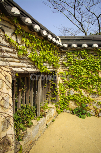 기와,담,담장,잎,초록,한국,color,빛,넝쿨,한국전통,한국문화,korean traditional,korean culture,건축물,건물외관,exterior,building,structure,architecture,construction