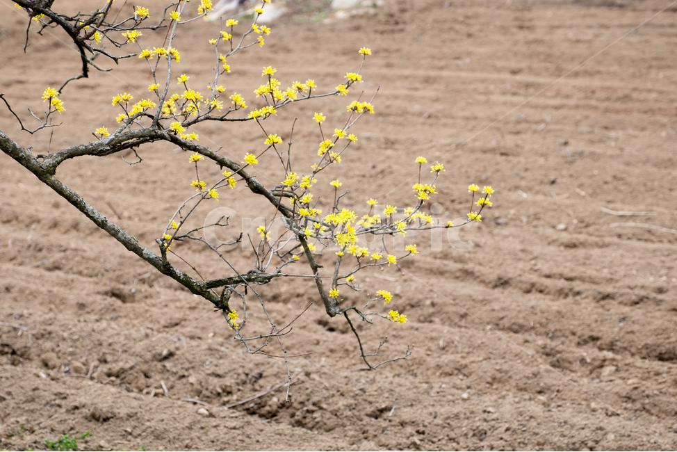 산수유,산수유꽃,풍경,봄,자연,계절,spring,season,식물,나무